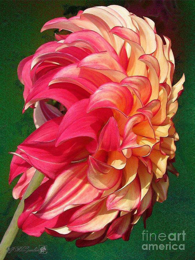 Flower Painting - Dahlia named Lady Darlene by J McCombie
