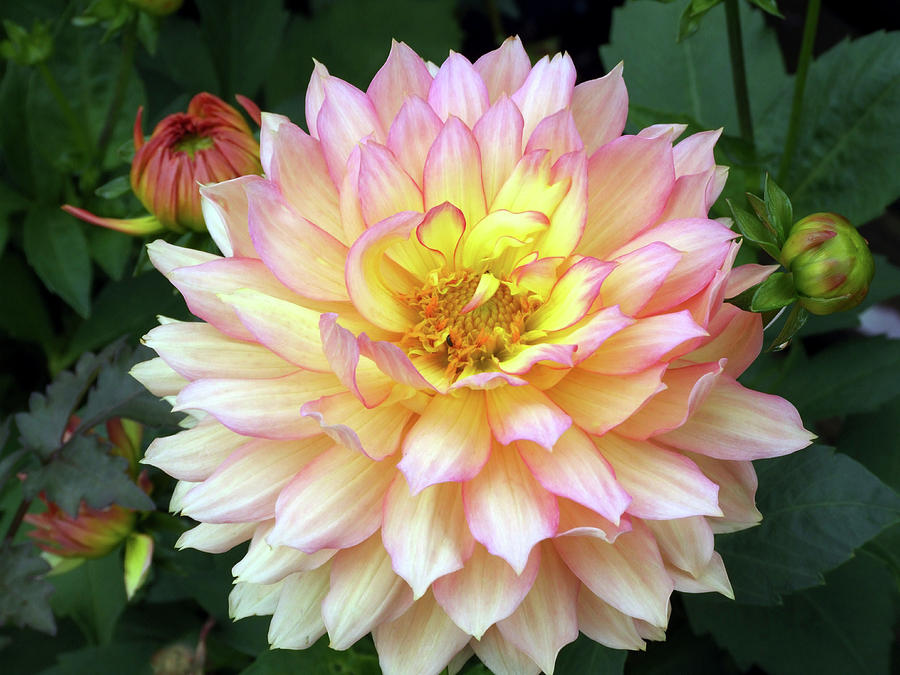 Dahlia nature Art Photograph by Ian Gowland/science Photo Library