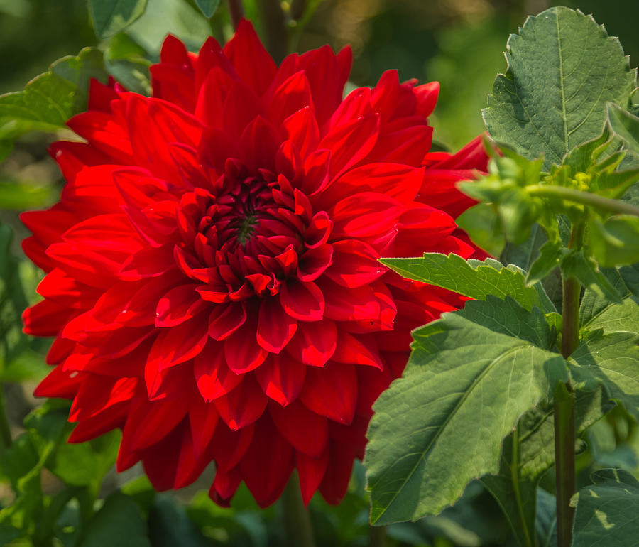 Dahlia Perfection Photograph by Jane Luxton
