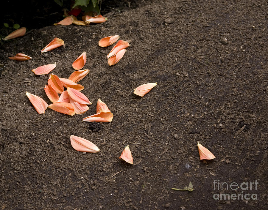 Dahlia petals Photograph by Cindy Garber Iverson