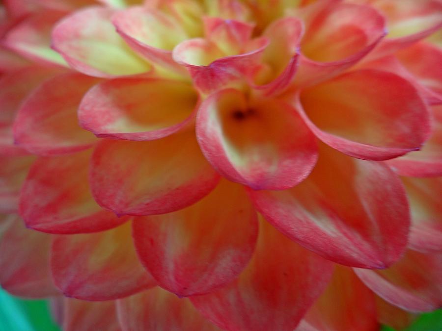 Flower Photograph - Dahlia Petals Close-up by Lena Photo Art