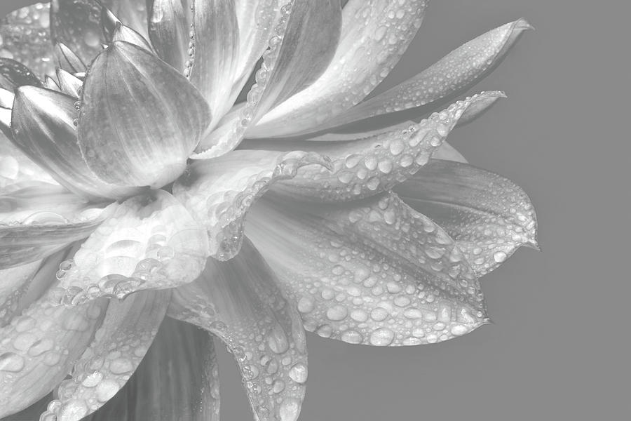 Dahlia Petals With Water Drops In Photograph by Rosemary Calvert