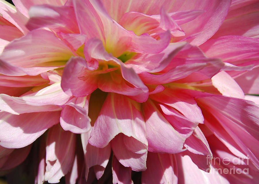 Dahlia Pink by Victoria Page Dahlia Pink by Victoria Page