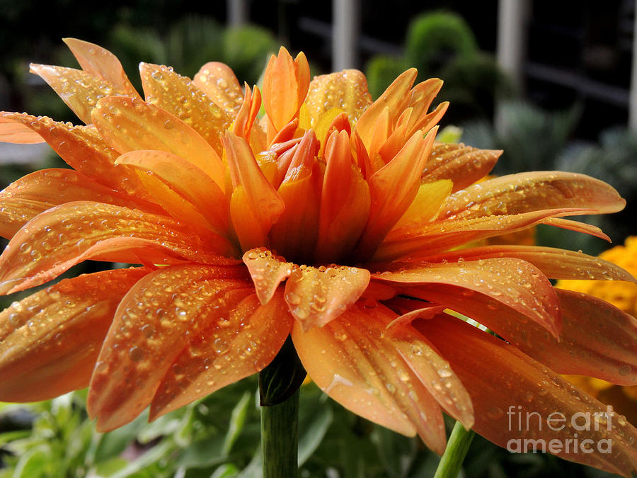 Dahlia Photograph - Dahlia Raindrops by Kristine Widney Dahlia Photograph - Dahlia Raindrops by Kristine Widney