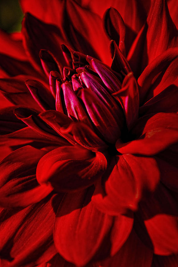 Dahlia Red Photograph by Wes and Dotty Weber
