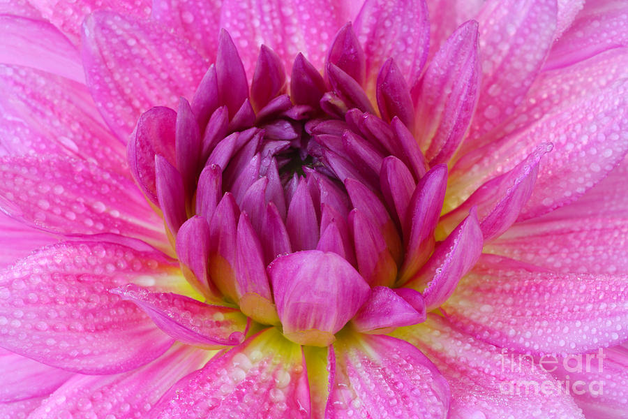 Dahlia Rosella close-up Photograph by Rosemary Calvert - Fine Art America