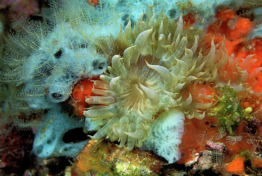 Dahlia Sea Anemone Photograph by Clay Coleman/science Photo Library ...