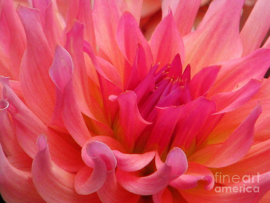 Flower Photograph - Dahlia Sea by Rory Siegel