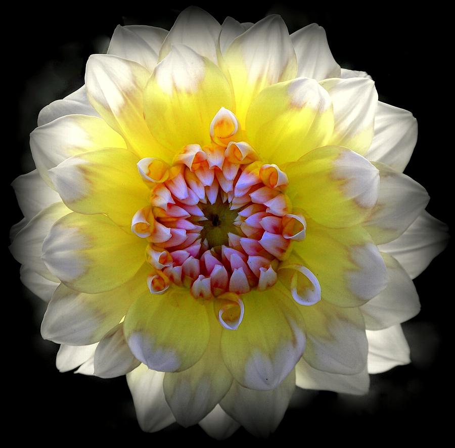 Flower Photograph - Dahlia Silhouette by Karen Wiles