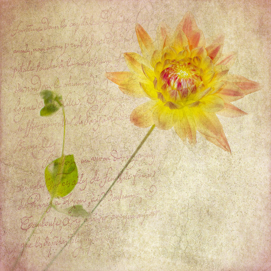 Dahlia Squared with Prose Photograph by Rebecca Cozart