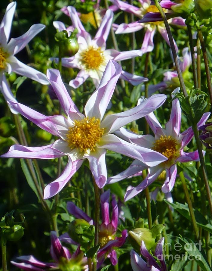 Dahlia Star Flowers Photograph by Susan Garren