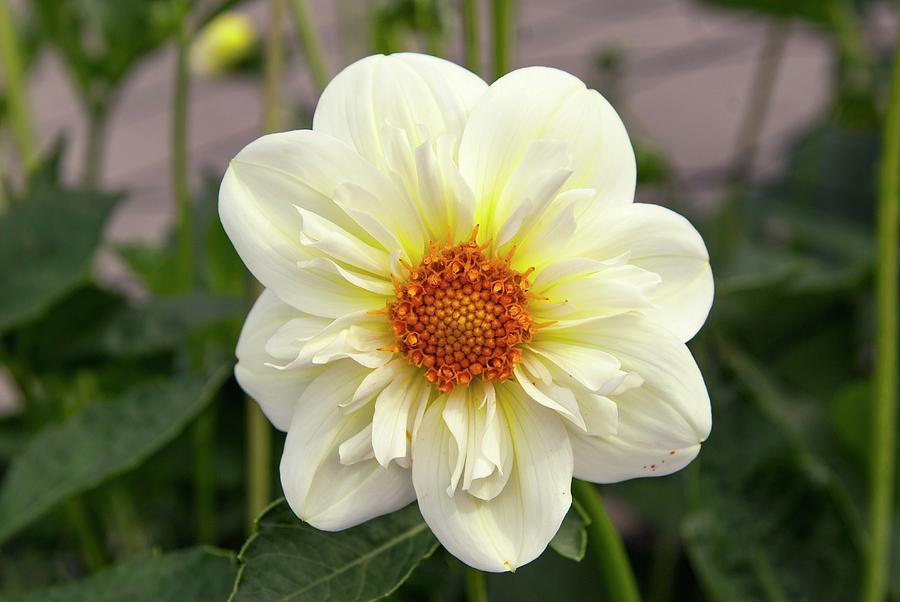 Dahlia 'sunshine Girl' Photograph by Adrian Thomas/science Photo ...