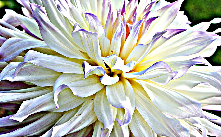 Flowers Still Life Photograph - Dahlia Surprise by Charlotte Stevenson
