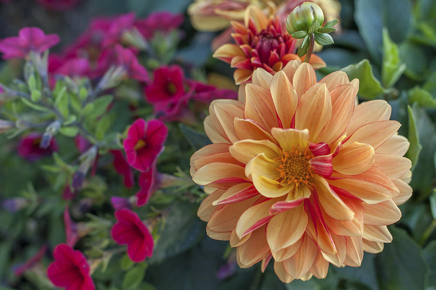 Dahlia Photograph by Terry DeLuco
