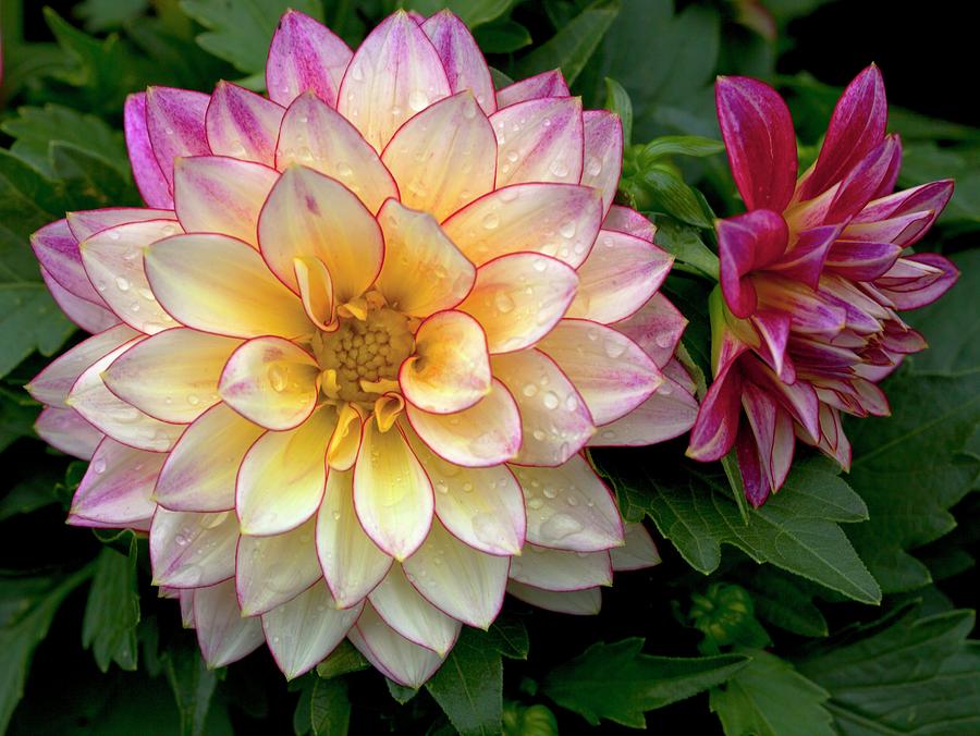 Dahlia 'tropical Breeze' In Flower Photograph By Ian Gowland Science 