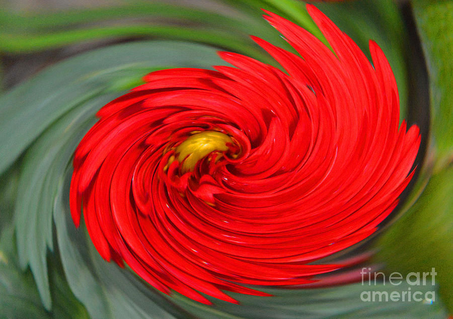 Abstract Photograph - Dahlia Twirl by Tina M Wenger
