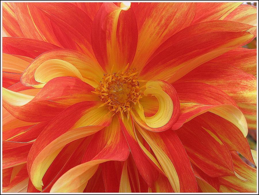Dahlia unfurling in Yellow and Red Photograph by Dora Sofia Caputo