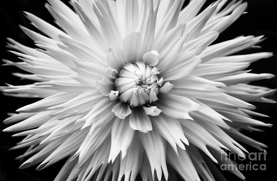 Dahlia White Lace Photograph by Tim Gainey