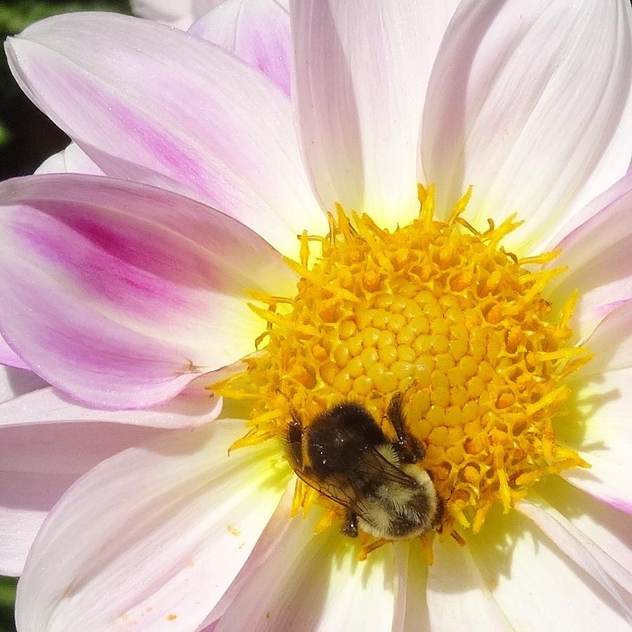 Dahlia with Bee Photograph by Catherine Arcolio