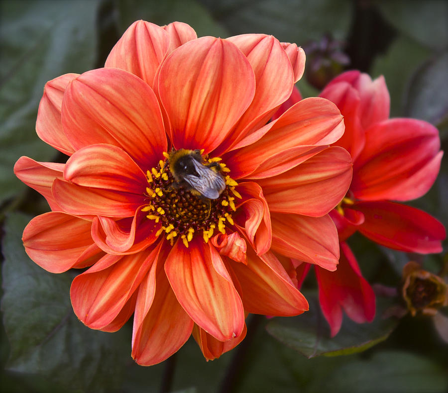 Dahlia with Bee Photograph by Venetia Featherstone-Witty