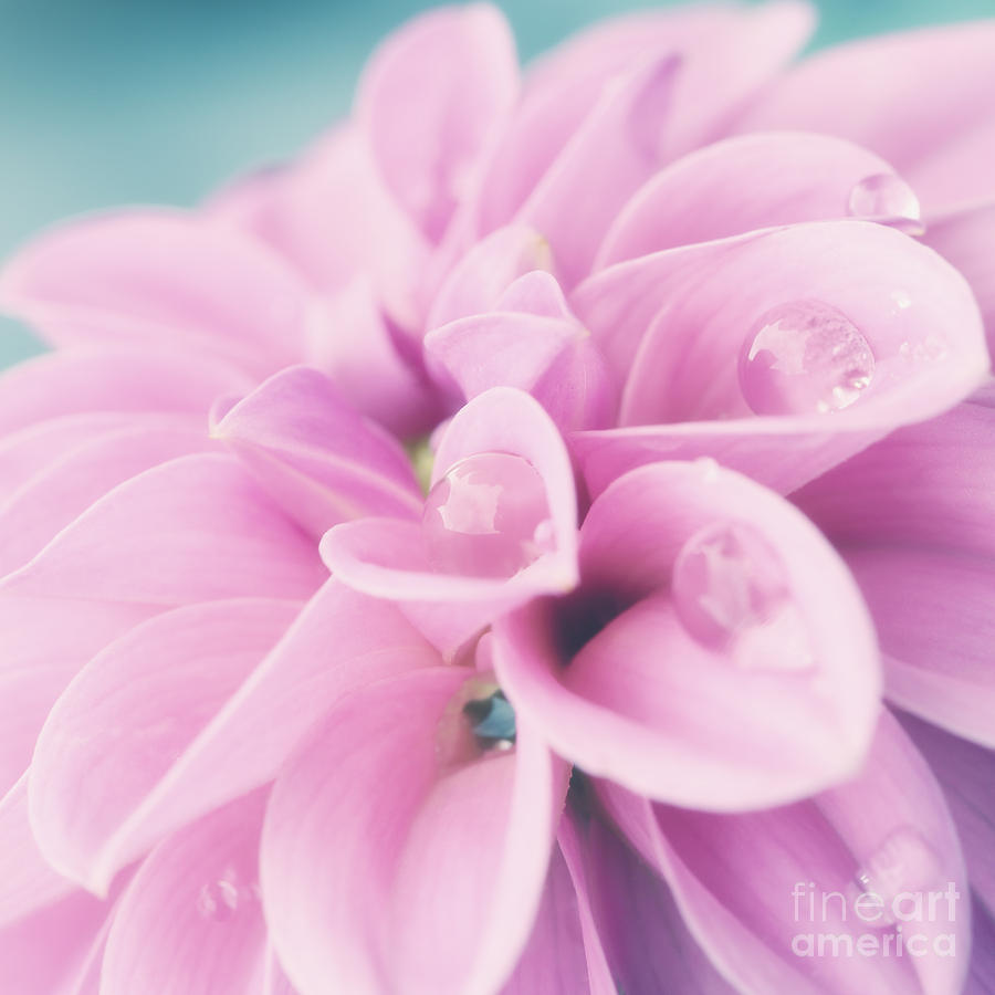 Flowers Still Life Photograph - Dahlia with raindrops by LHJB Photography