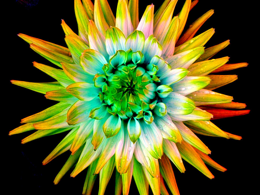 Summer Photograph - Dahlia-Yellow by Paul Chessell