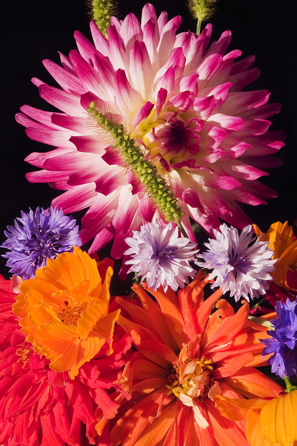 Still Life Photograph - Dahlia Zinnia Bachelors Buttons Flowers by Keith Webber Jr
