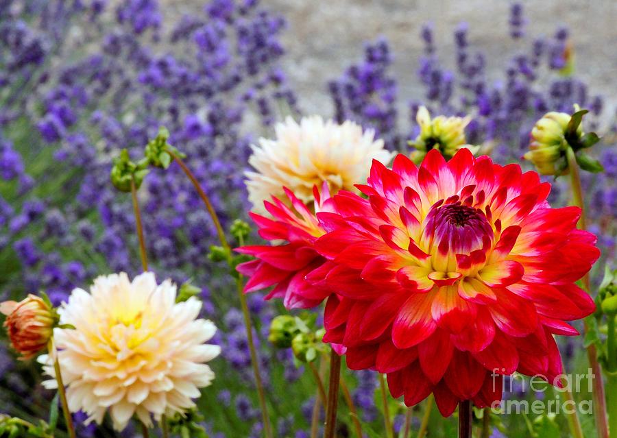 Dahlias Among the Lavender Photograph by Chris Anderson