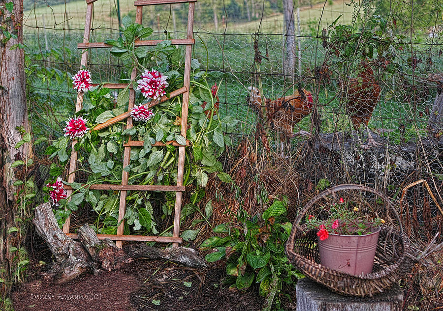 Dahlias and Chickens Photograph by Denise Romano