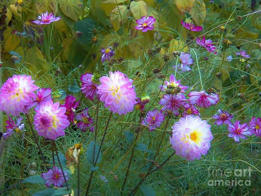 Dahlias and Cosmos  Photograph by Judy Via-Wolff