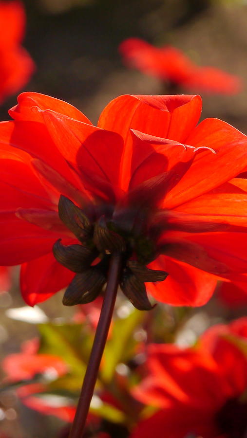 Nature Photograph - Dahlias Backsite by Christiane Schulze Art And Photography