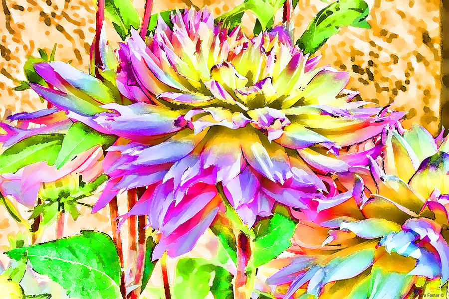 Dahlias In Digital Watercolor Photograph by Sandra Foster