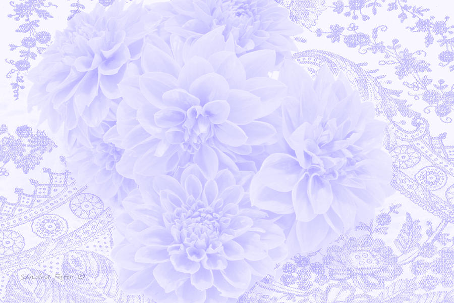 Dahlias In Soft Blue Photograph by Sandra Foster