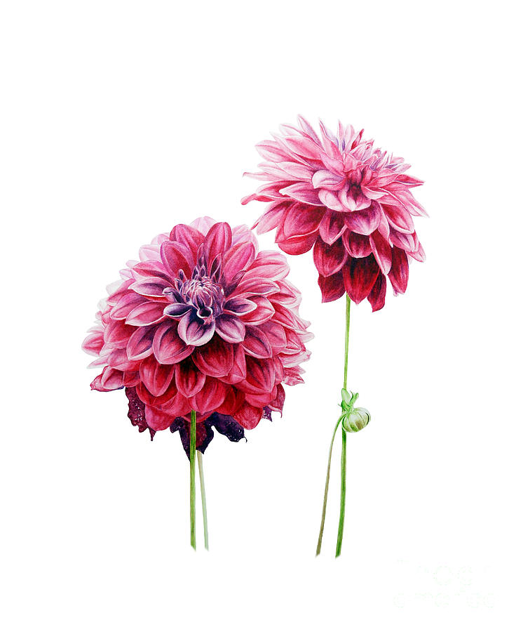Flowers Still Life Painting - Dahlias by Marie Burke