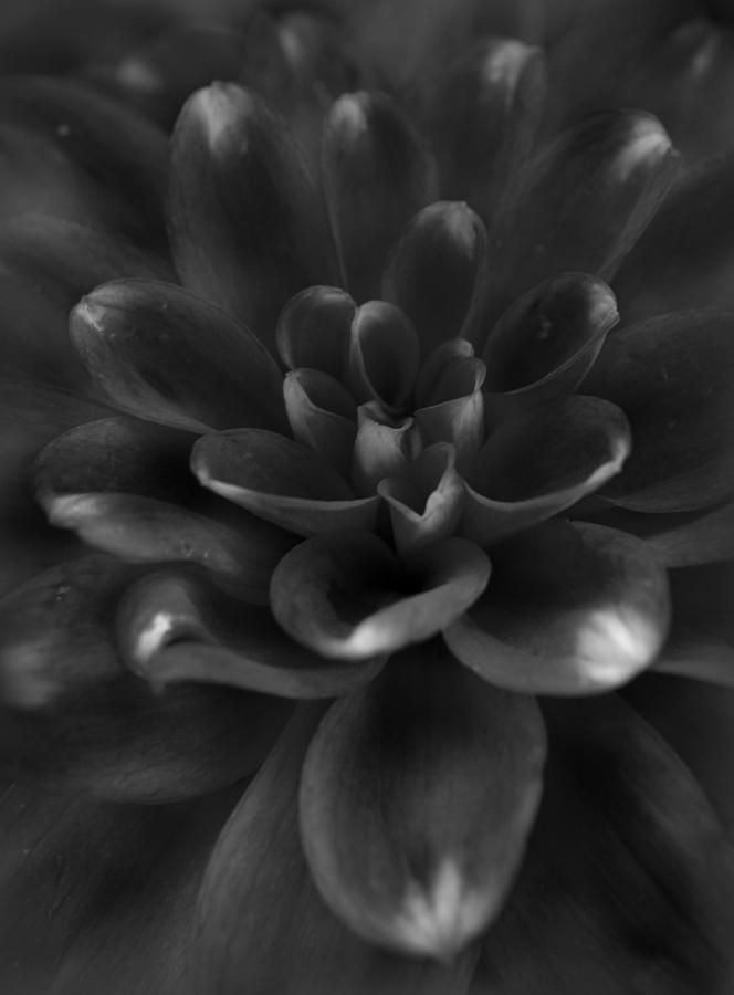 Dahllia Flower in Monochrome Photograph by Nathan Abbott