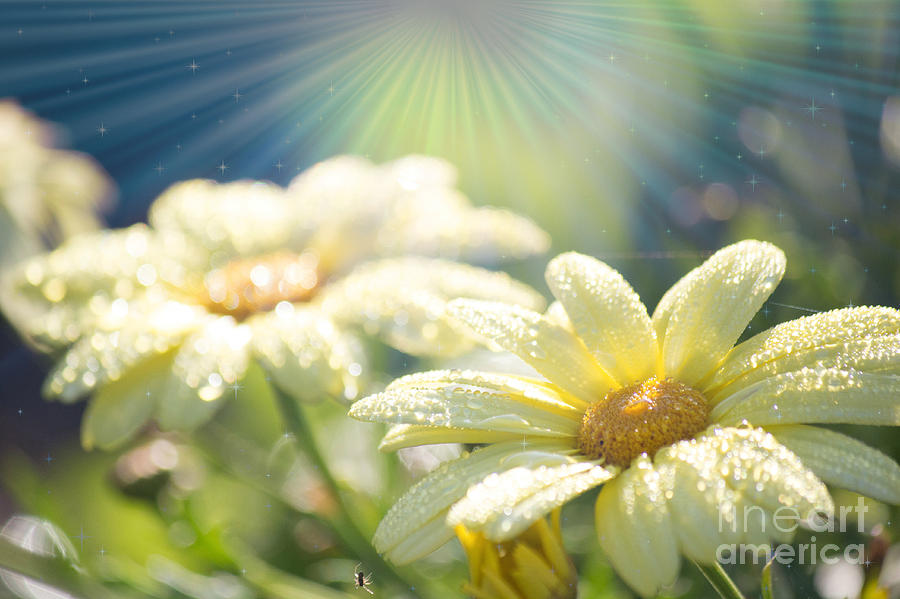 Daily Burst of Sunshine Photograph by Alanna DPhoto