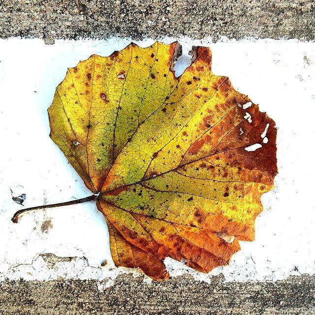 Fall Photograph - #dailyfeature #ighub #ighype by Matt Gannon