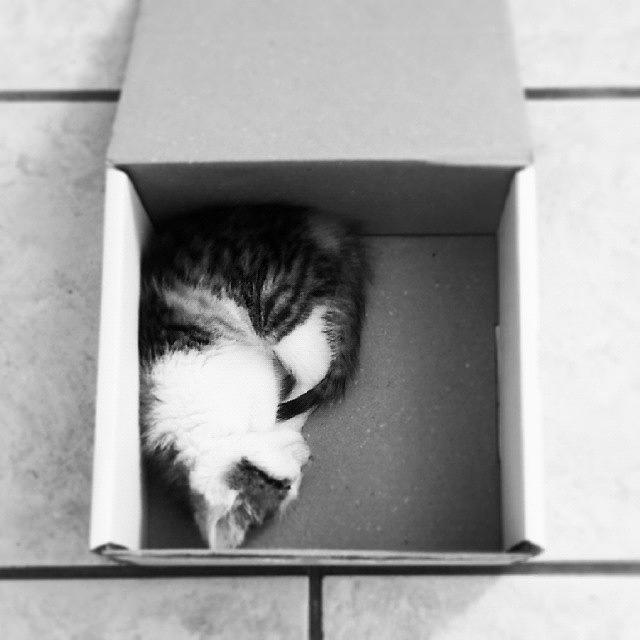 #dailypixel Just A Kitten In A Box Photograph by Robyn Addinall