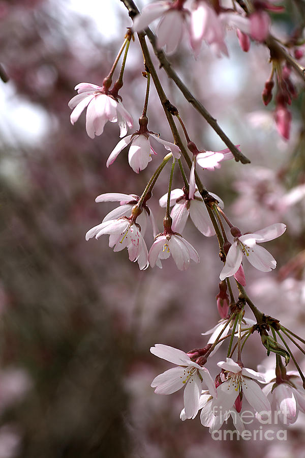 Flower Photograph - Dainty Bloom by Joy Watson
