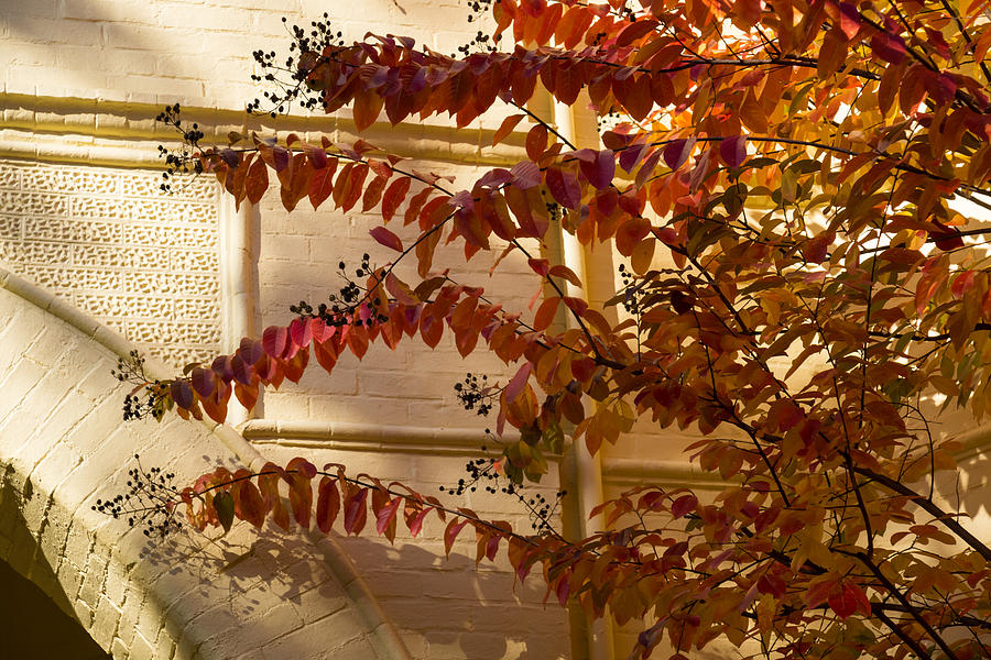 Dainty Branches - Warm Autumn Colors - Washington D C Facades Photograph by Georgia Mizuleva