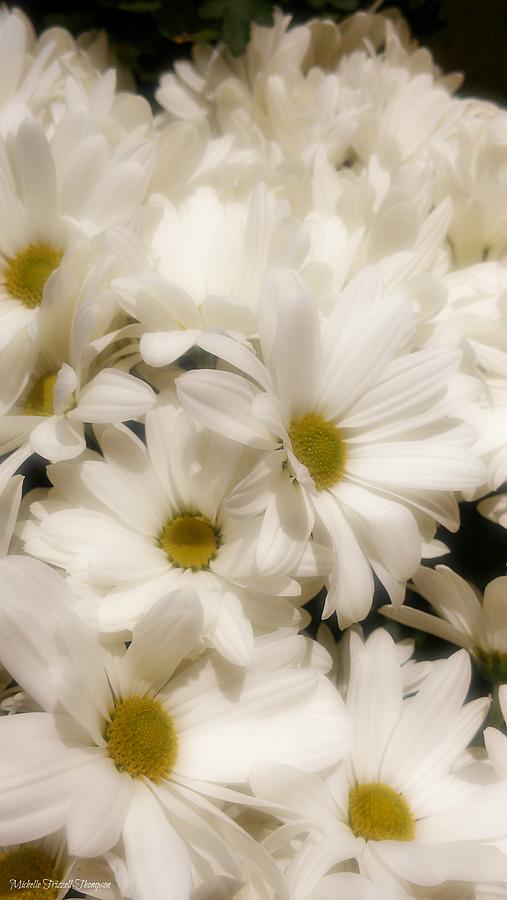 Dainty Daisy  Photograph by Michelle Frizzell-Thompson