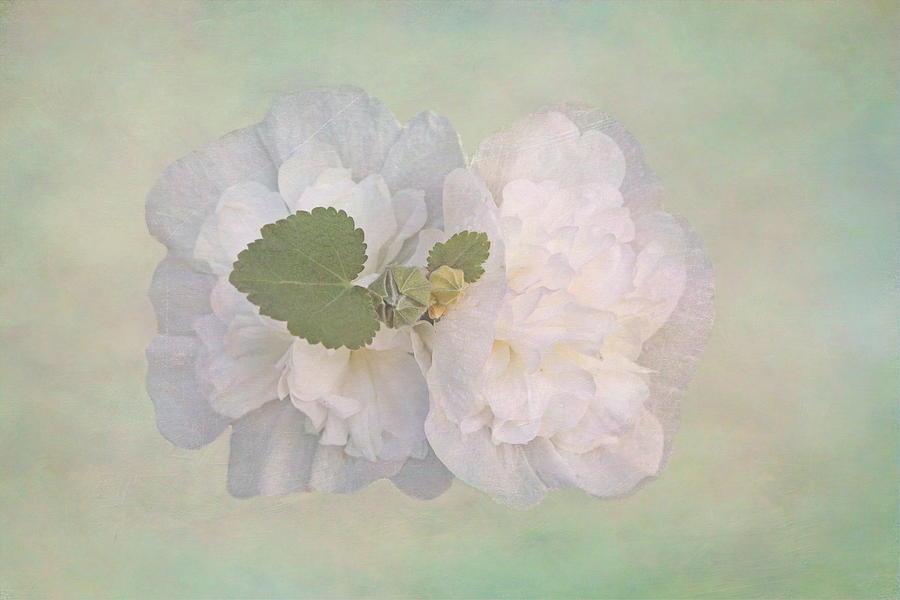 Flower Photograph - Dainty Hollyhock by Angie Vogel