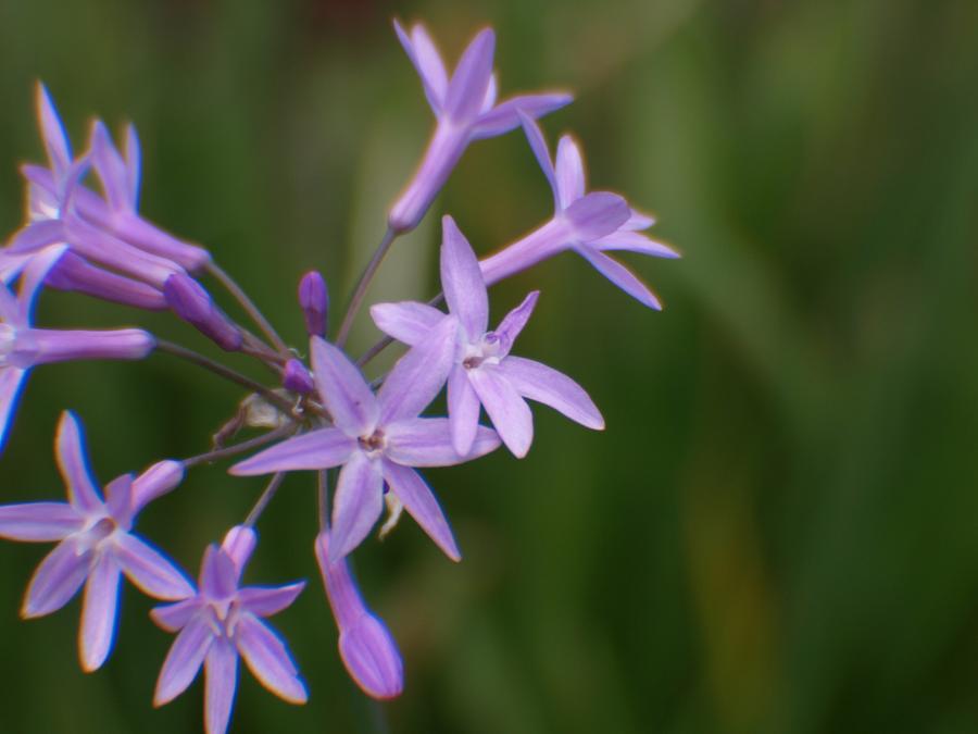 Dainty Purple Flower Photograph by Jo Jurkiewicz