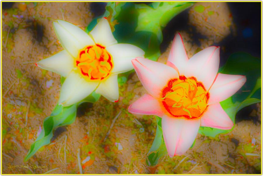 Dainty Tulips Photograph by Sonali Gangane