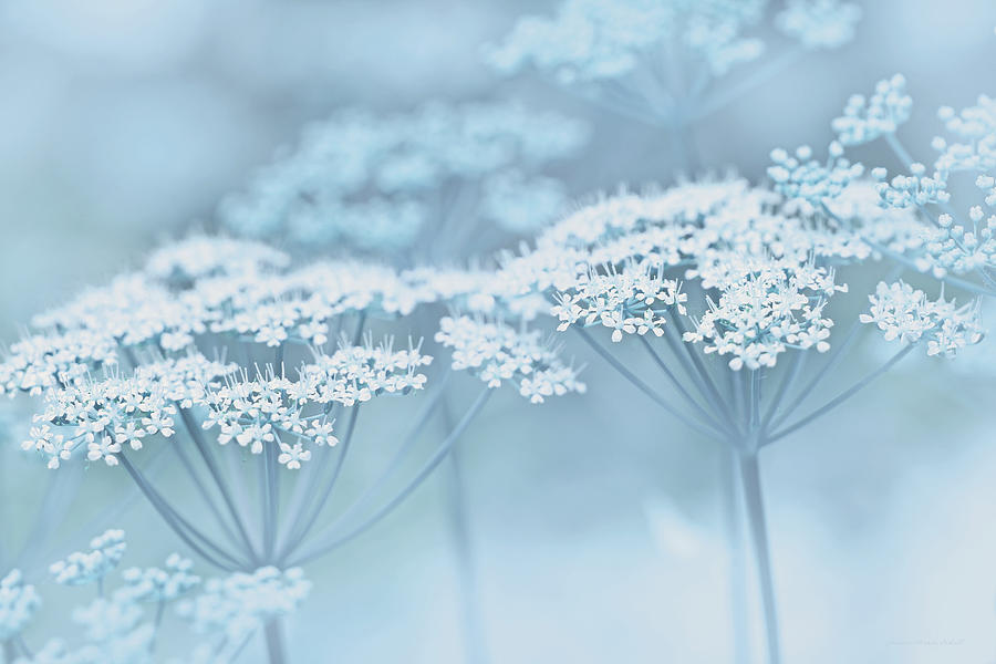 Dainty White Flowers Blue Photograph by Jennie Marie Schell