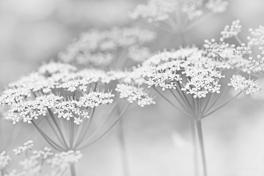 Dainty White Flowers Gray Photograph by Jennie Marie Schell