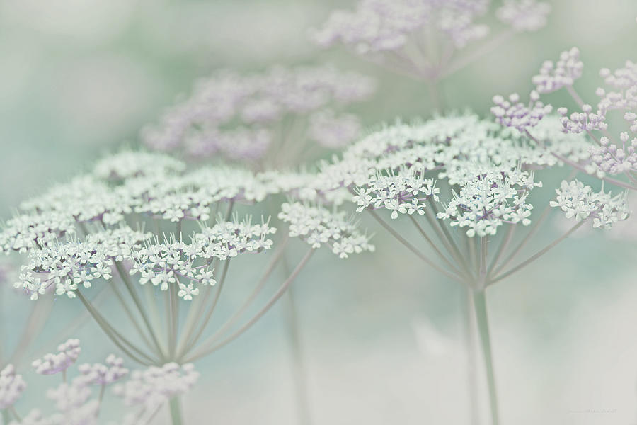 Dainty White Flowers Green Lavender Photograph by Jennie Marie Schell