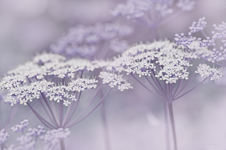 Dainty White Flowers Lavender Photograph by Jennie Marie Schell