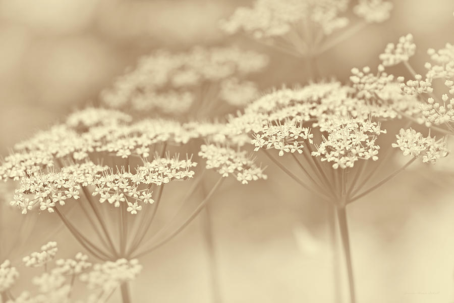 Dainty White Flowers Soft Brown Photograph by Jennie Marie Schell