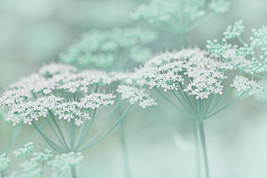 Spring Photograph - Dainty White Flowers Teal by Jennie Marie Schell